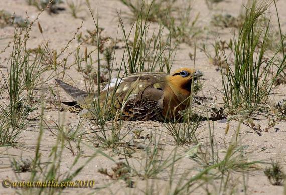 Quail eggs بيض القطا Quail eggs بيض القطا