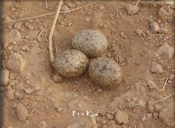 Quail eggs بيض القطا Quail eggs بيض القطا