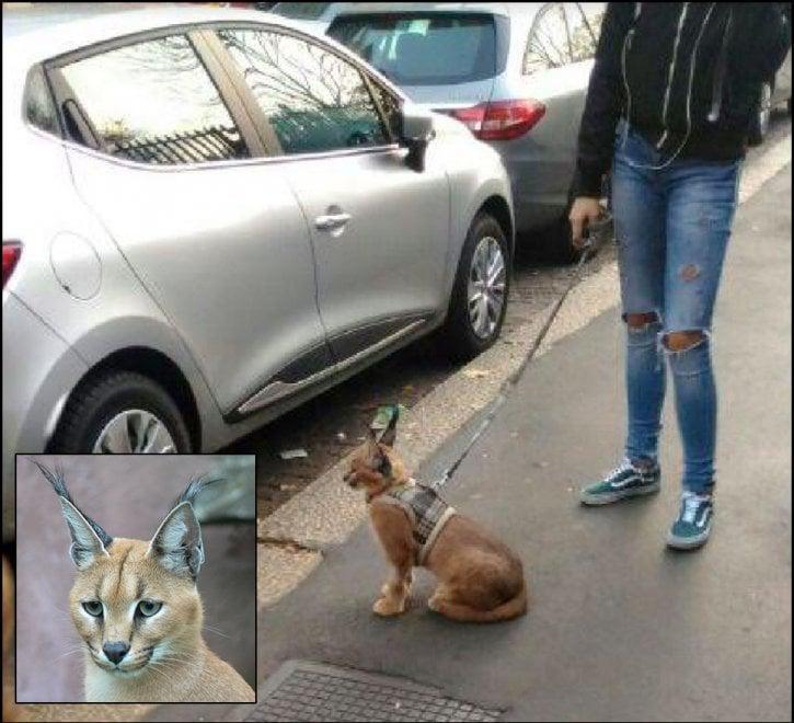 Un felino selvatico al guinzaglio a Milano, sos del Comune: "Aiutateci a trovarlo, è pericoloso"