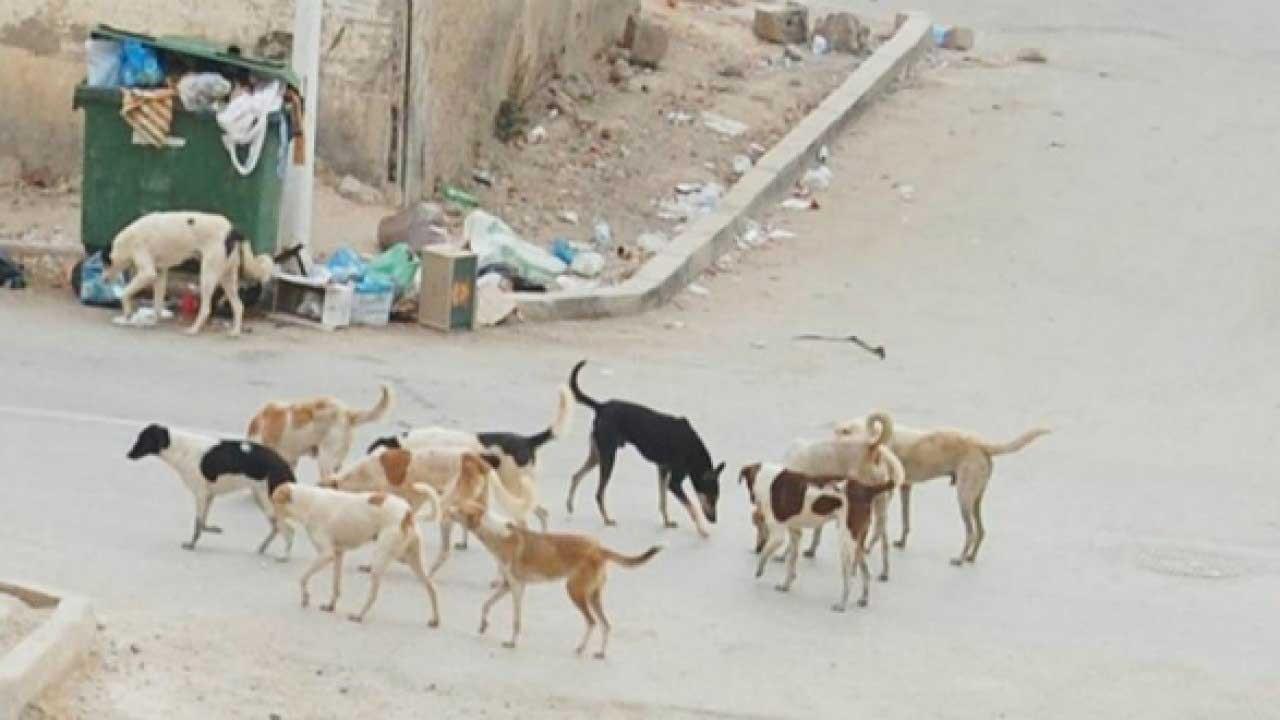 الكلاب الضالة بالحسيمة ترسل 6 اشخاص الى المستسفى