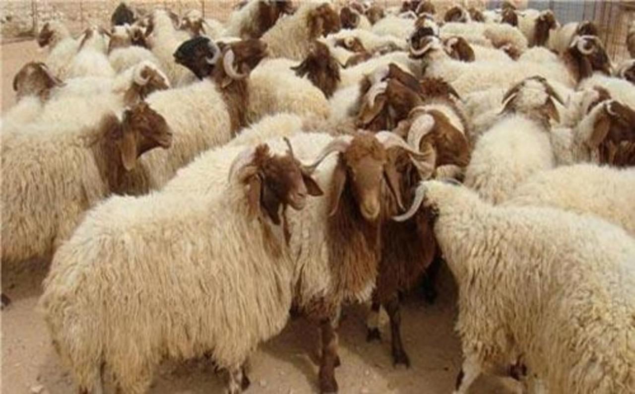 مرض الجدري يهدد قطعان الأغنام بالموت في خريبكة