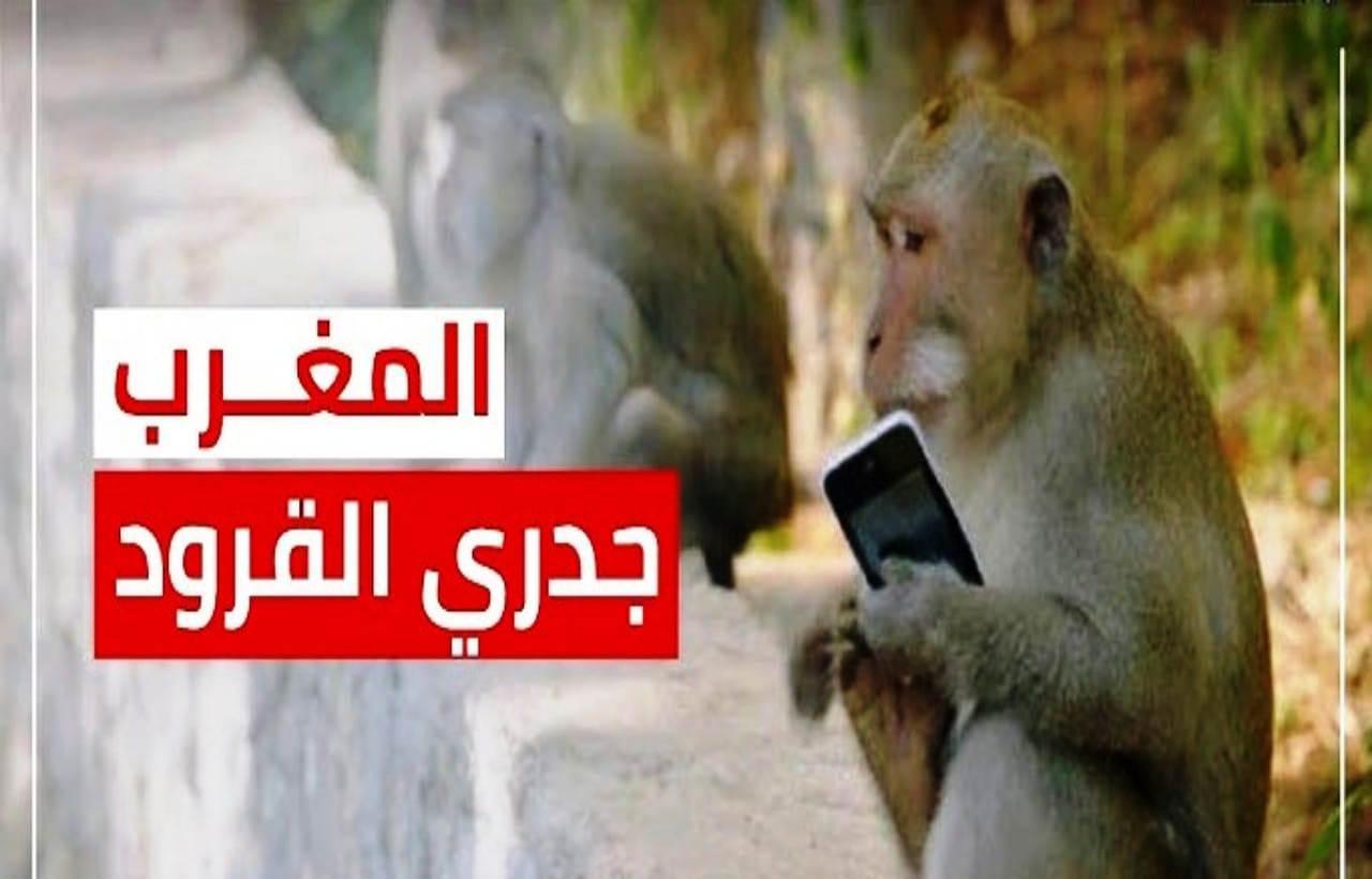 عدم وجود جدري القردة بالمغرب بشرى وتنبيه في آن