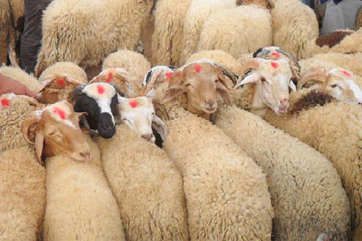استعدادا لعيد الأضحى.. صديقي يعقد اجتماعا مع مهنيي قطاع اللحوم الحمراء