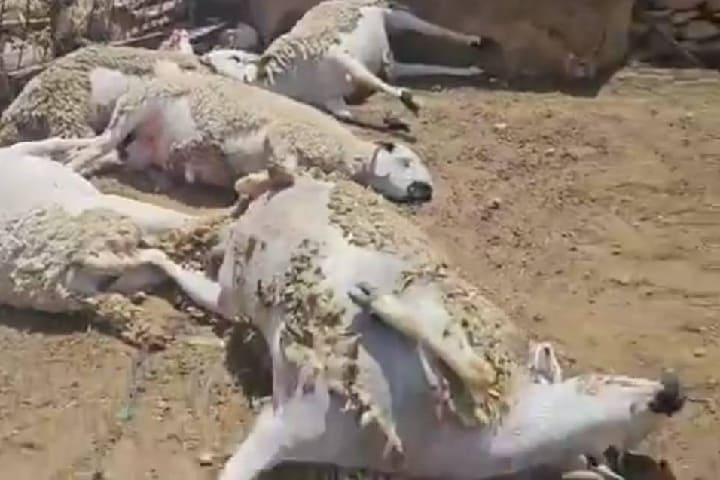 برشيد: غموض يكتنف قضية نفوق رؤوس الأغنام بجماعة المباركيين
