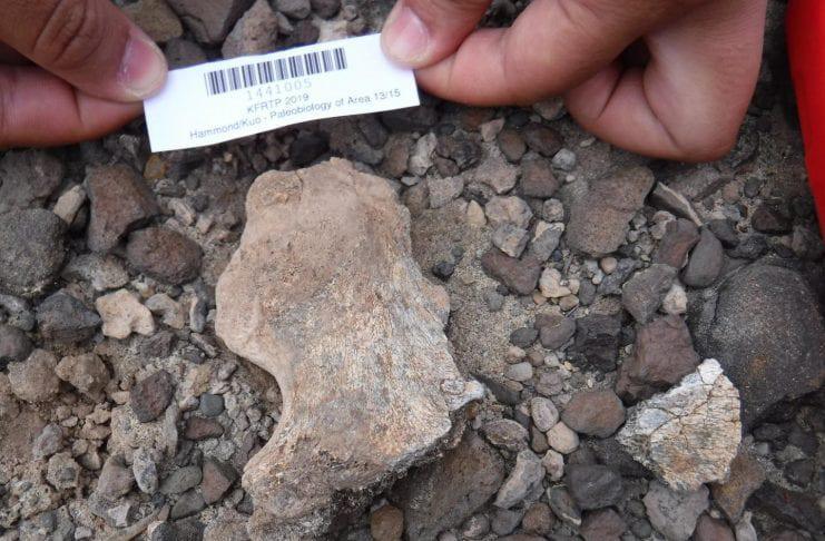 STUDY CEMENTS AGE AND LOCATION OF HOTLY DEBATED SKULL FROM EARLY HUMAN HOMO ERECTUS STUDY CEMENTS AGE AND LOCATION OF HOTLY DEBATED SKULL FROM EARLY HUMAN HOMO ERECTUS