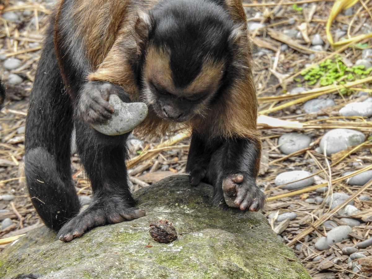 50,000-year-old stone tools were made by monkeys