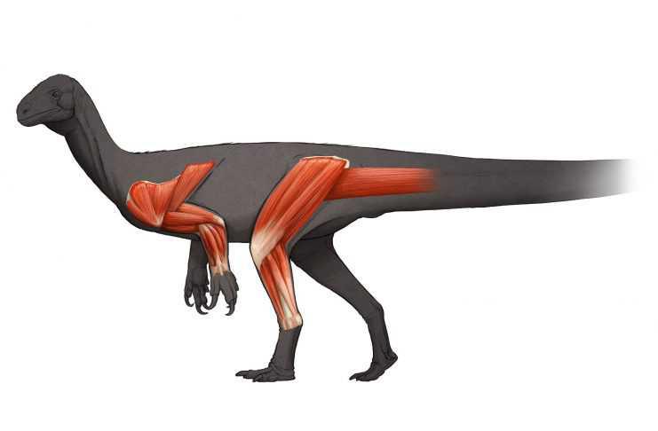MUSCULAR STUDY PROVIDES NEW INFORMATION ABOUT HOW THE LARGEST DINOSAURS MOVED AND EVOLVED