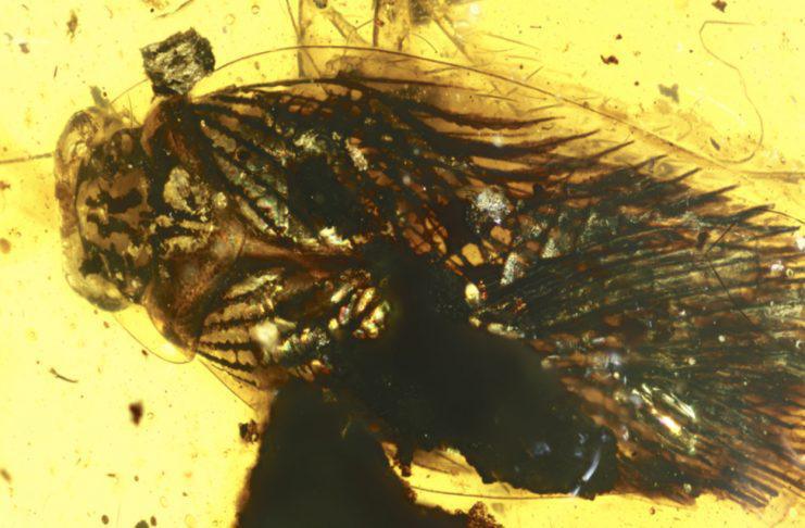 AMBER FOSSIL REVEALS NEW CLUES ABOUT ANCIENT COCKROACH ECOLOGY AMBER FOSSIL REVEALS NEW CLUES ABOUT ANCIENT COCKROACH ECOLOGY