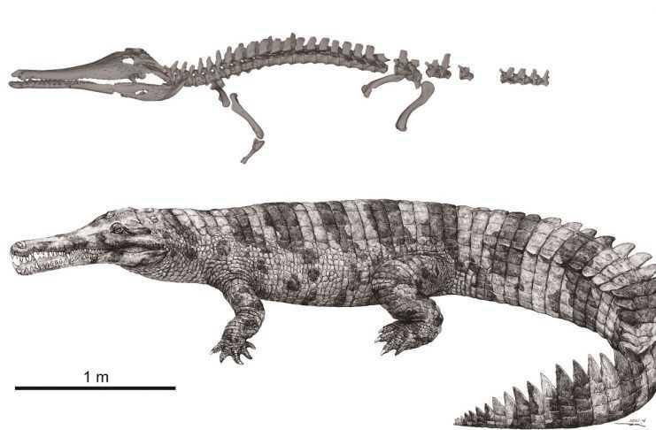 BEHEADED CROC REVEALS ANCIENT FAMILY SECRETS BEHEADED CROC REVEALS ANCIENT FAMILY SECRETS