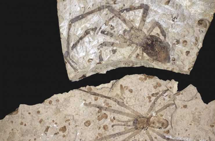 Mongolarachne Jurassica – the Giant Spiders of the Jurassic Mongolarachne Jurassica – the Giant Spiders of the Jurassic