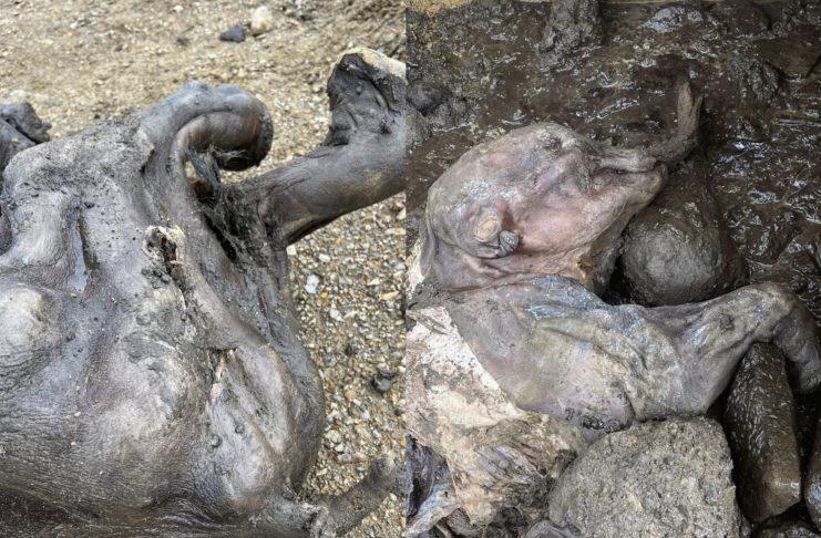 Baby Mammoth Found Preserved in the Yukon
