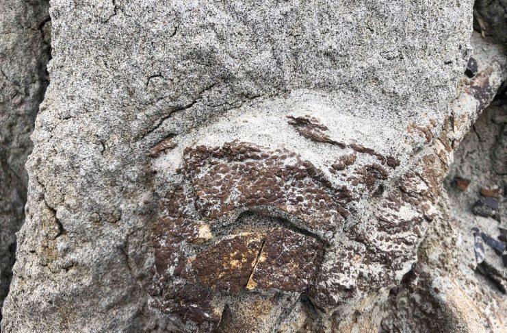 Fossil Could Be Rare Complete Dinosaur Skeleton With Fossilised Skin Fossil Could Be Rare Complete Dinosaur Skeleton With Fossilised Skin