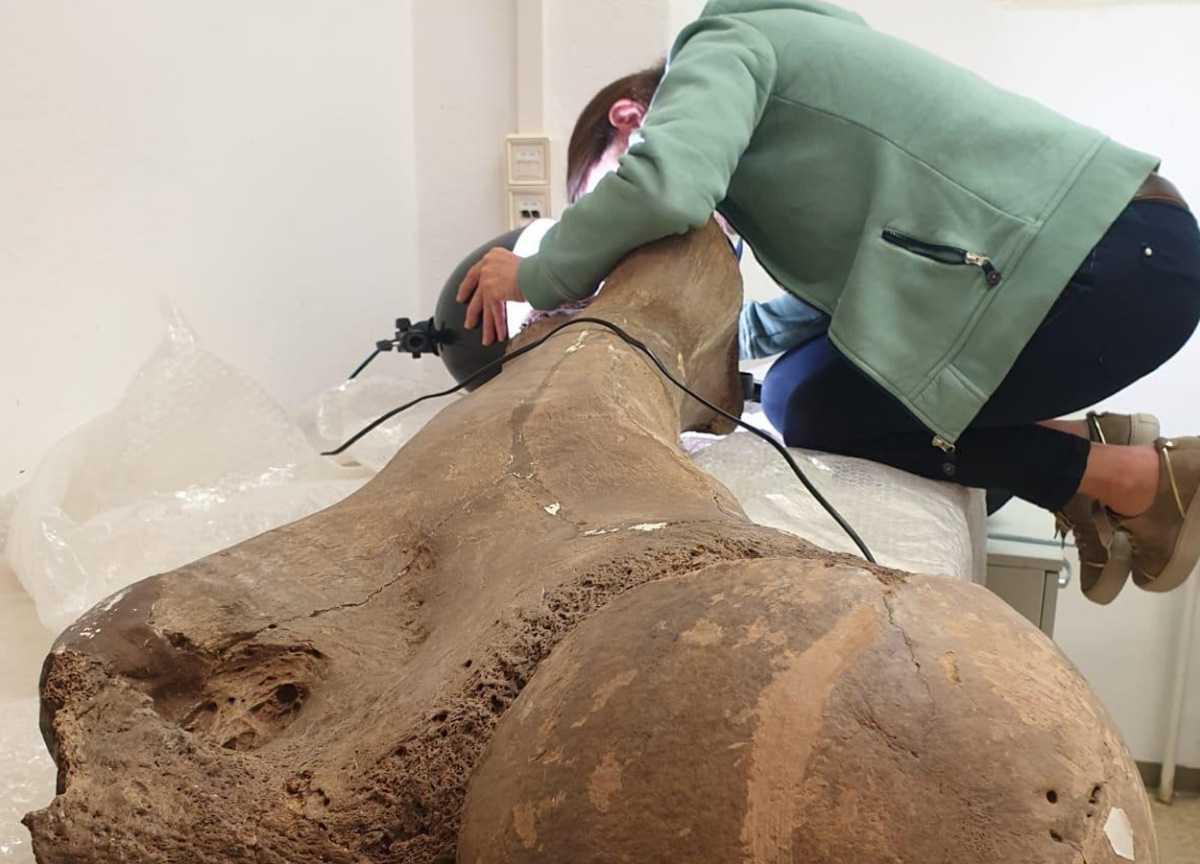 Earliest evidence of humans hunting elephants Earliest evidence of humans hunting elephants