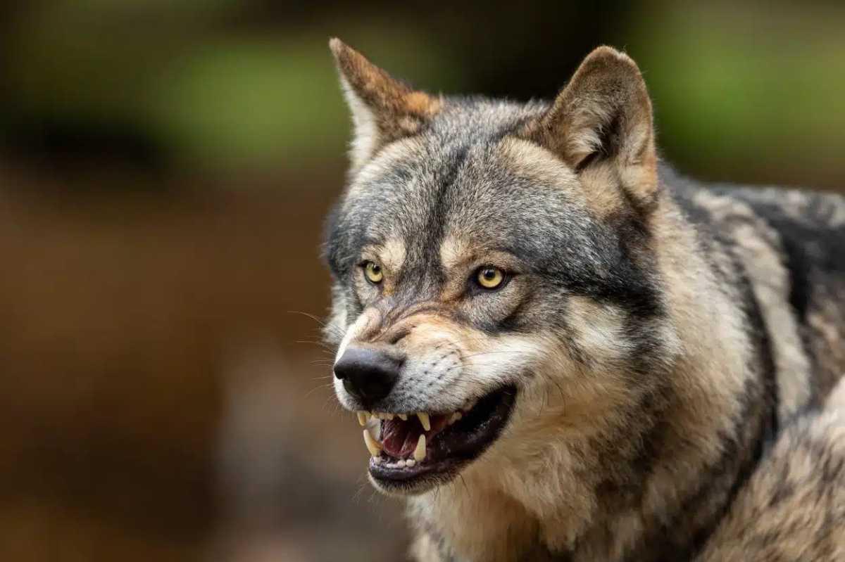 ICE AGE WOLF DNA REVEALS DOGS TRACE ANCESTRY TO TWO SEPARATE WOLF POPULATIONS ICE AGE WOLF DNA REVEALS DOGS TRACE ANCESTRY TO TWO SEPARATE WOLF POPULATIONS