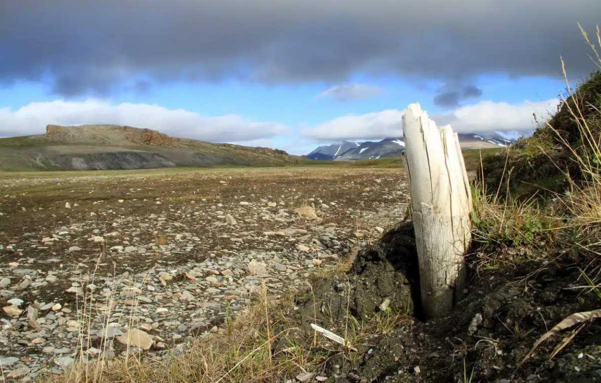 LOSS OF GENES HAS IMPLICATIONS IN RESURRECTING MAMMOTHS