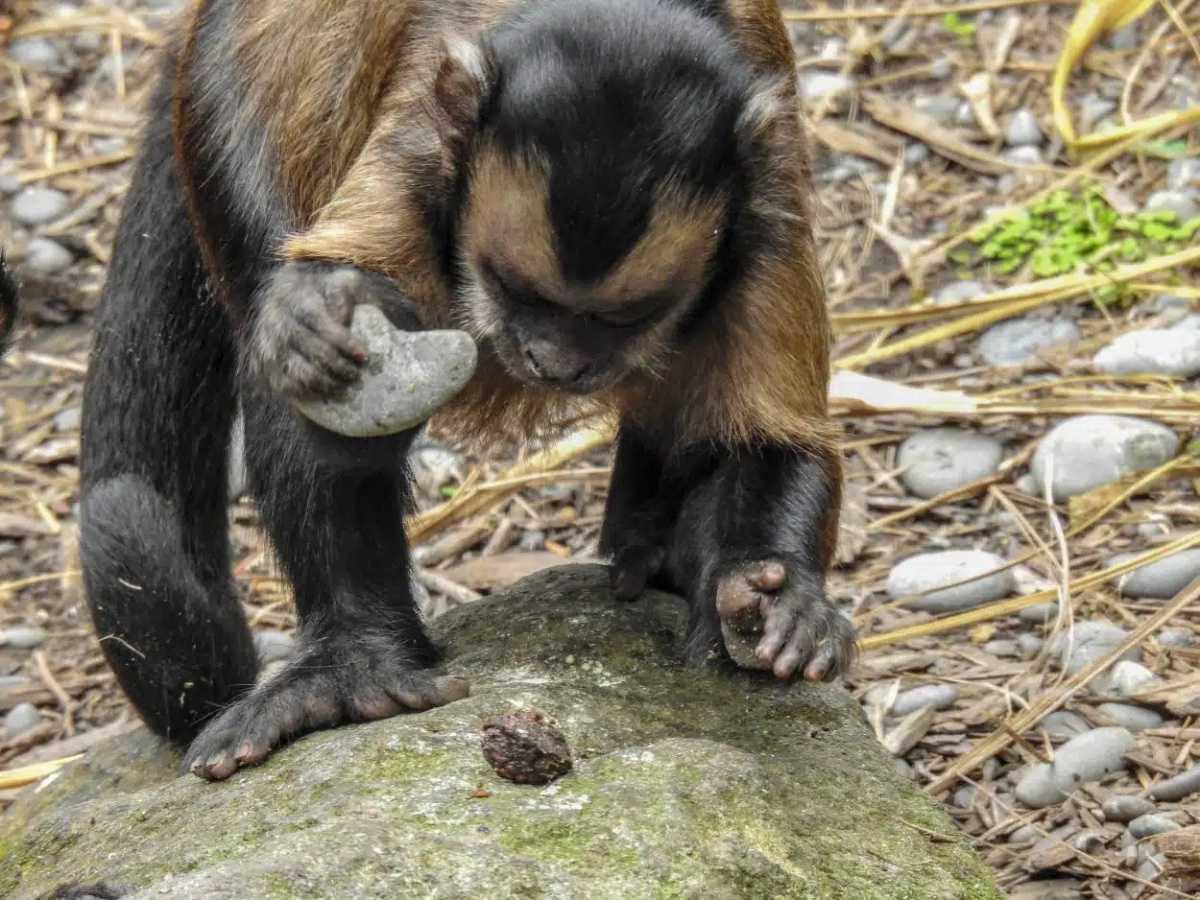 50,000-YEAR-OLD STONE TOOLS WERE MADE BY MONKEYS 50,000-YEAR-OLD STONE TOOLS WERE MADE BY MONKEYS
