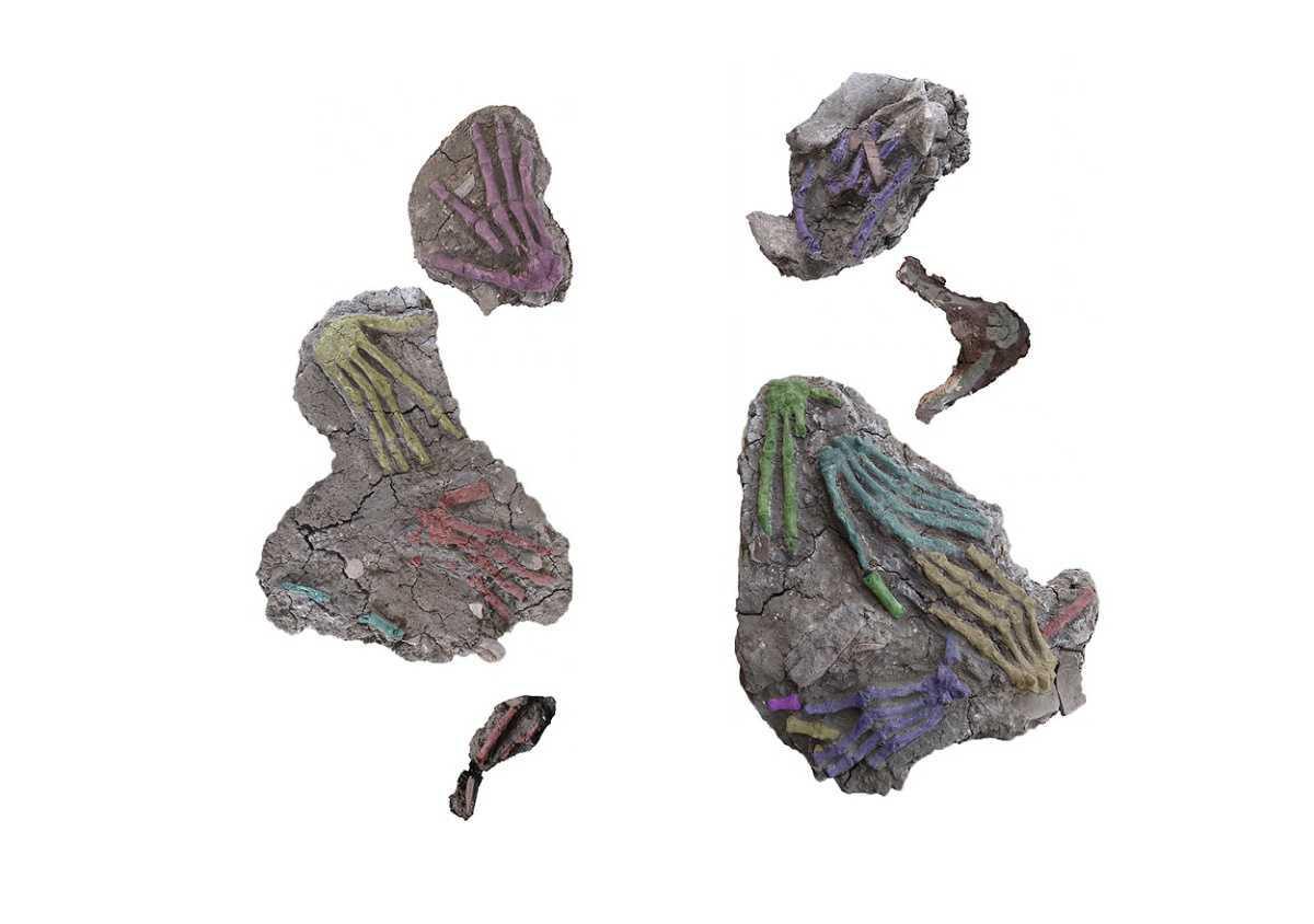 STUDY SHOWS OSTEOLOGICAL EVIDENCE OF SEVERED HANDS IN ANCIENT EGYPT STUDY SHOWS OSTEOLOGICAL EVIDENCE OF SEVERED HANDS IN ANCIENT EGYPT