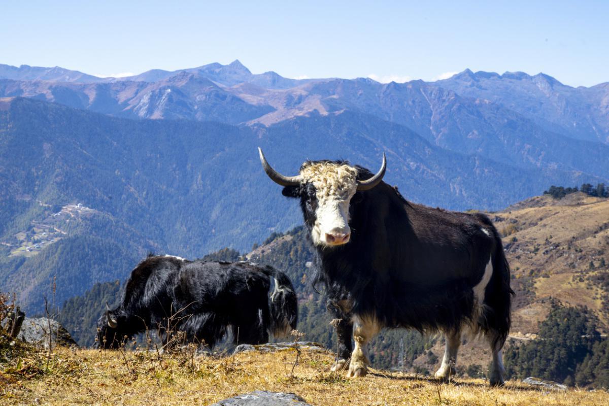 PERMAFROST PRESERVATION REVEALS EVIDENCE FOR EARLY YAK MILK CONSUMPTION