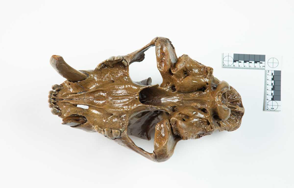 FIRST EVIDENCE OF SABERTOOTHED CAT INHABITING THE STATE OF IOWA FIRST EVIDENCE OF SABERTOOTHED CAT INHABITING THE STATE OF IOWA