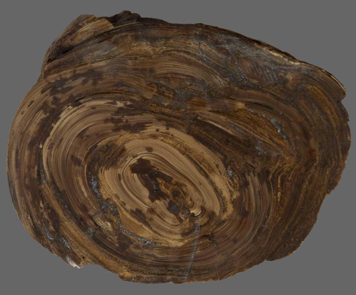 World’s Oldest ‘stomach Stone’ Fossil Found on Jurassic Coast