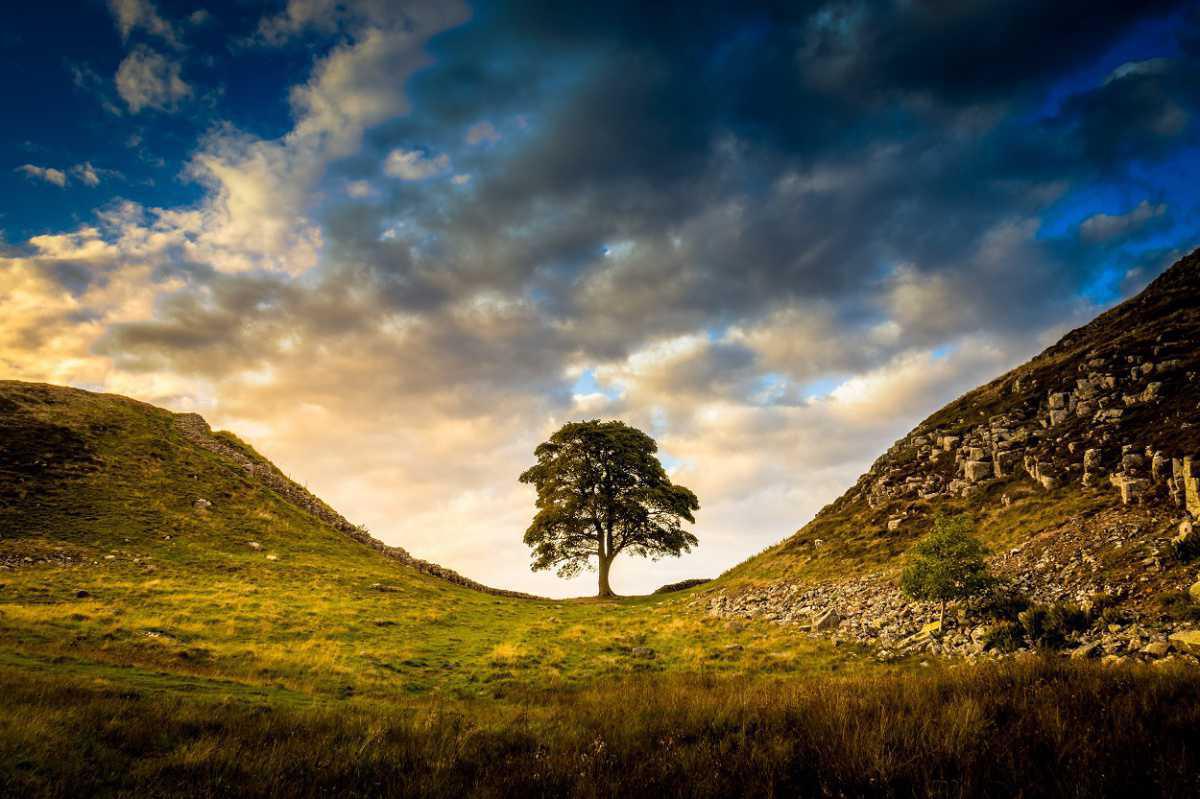 ICONIC SYCAMORE TREE ON HADRIAN’S WALL FELLED BY VANDAL ICONIC SYCAMORE TREE ON HADRIAN’S WALL FELLED BY VANDAL