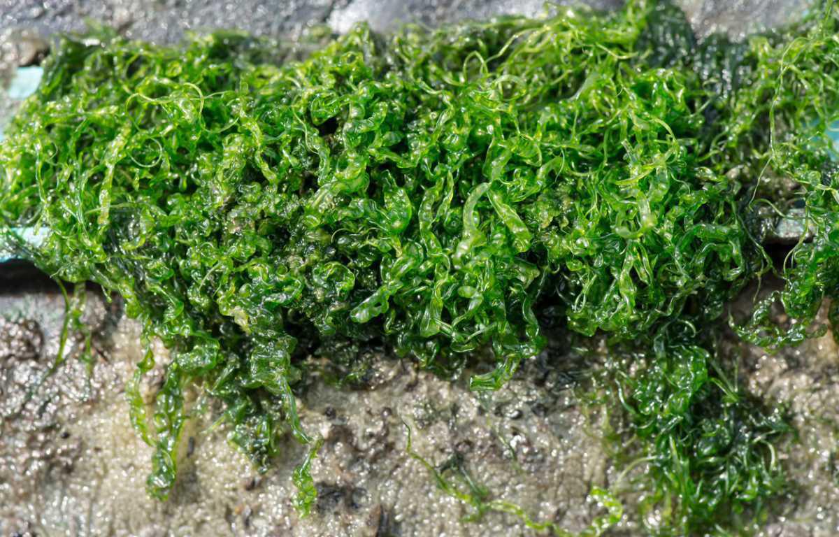 SEAWEED HAS BEEN A SUPERFOOD SINCE PREHISTORIC TIMES