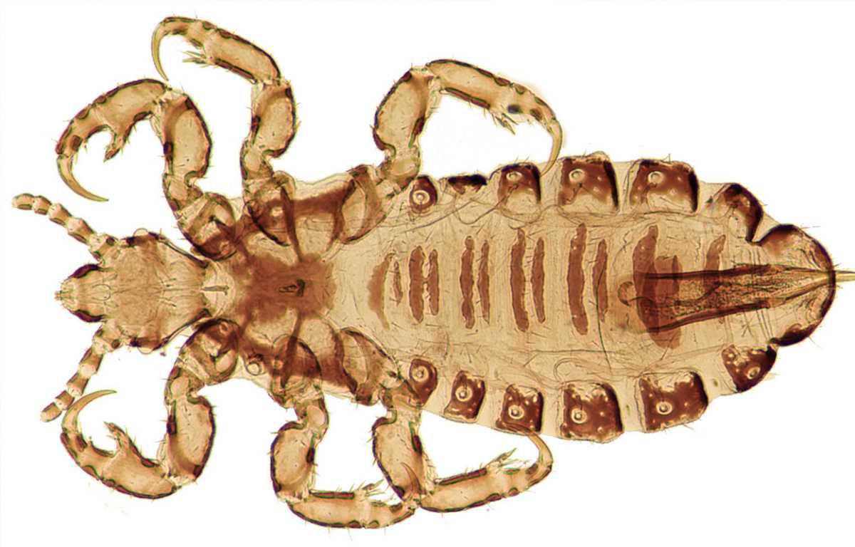 HEAD LICE EVOLUTION MIRRORS HUMAN MIGRATION AND COLONISATION IN THE AMERICAS