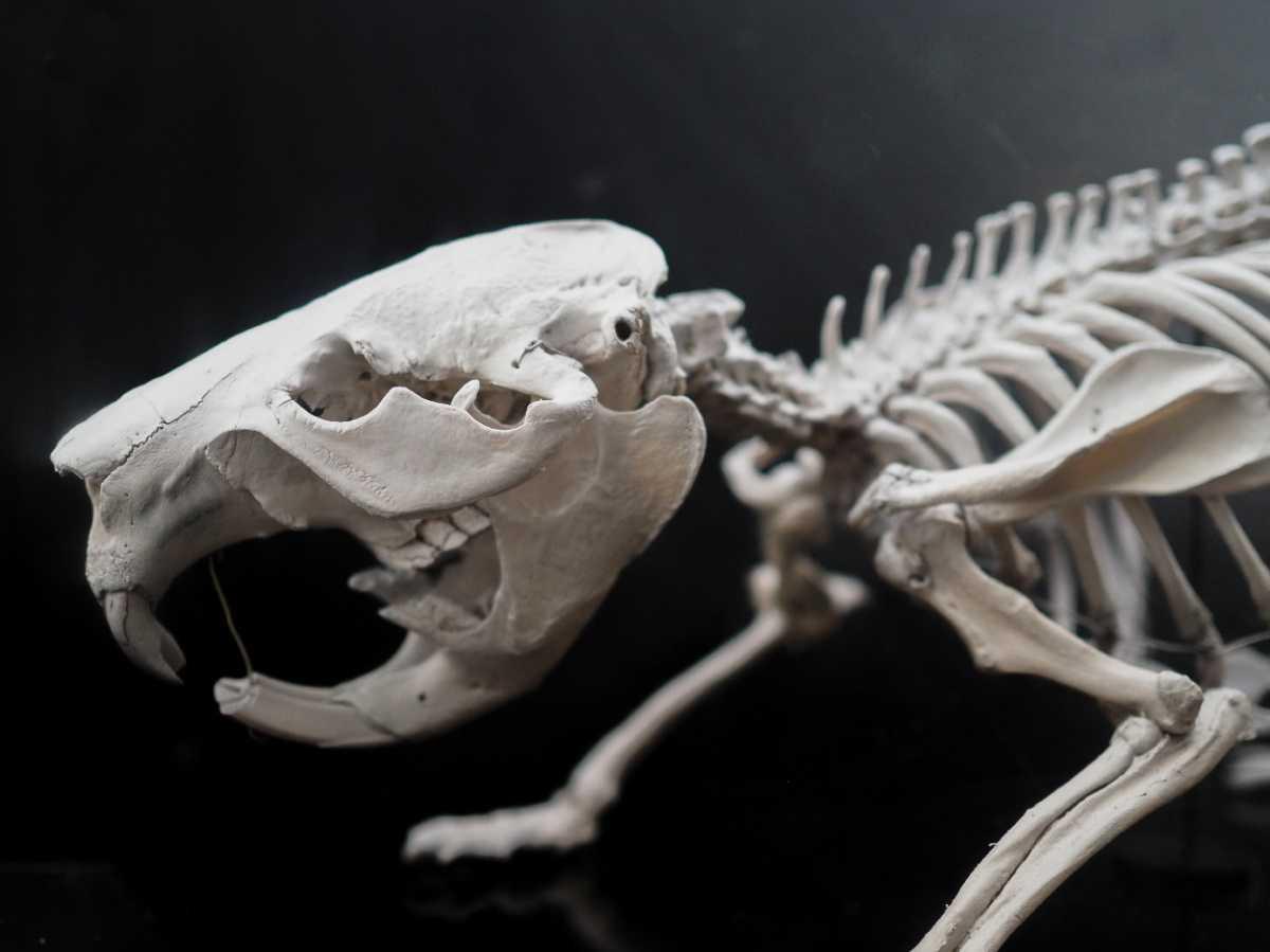 Early humans hunted beavers 400,000-years-ago Early humans hunted beavers 400,000-years-ago