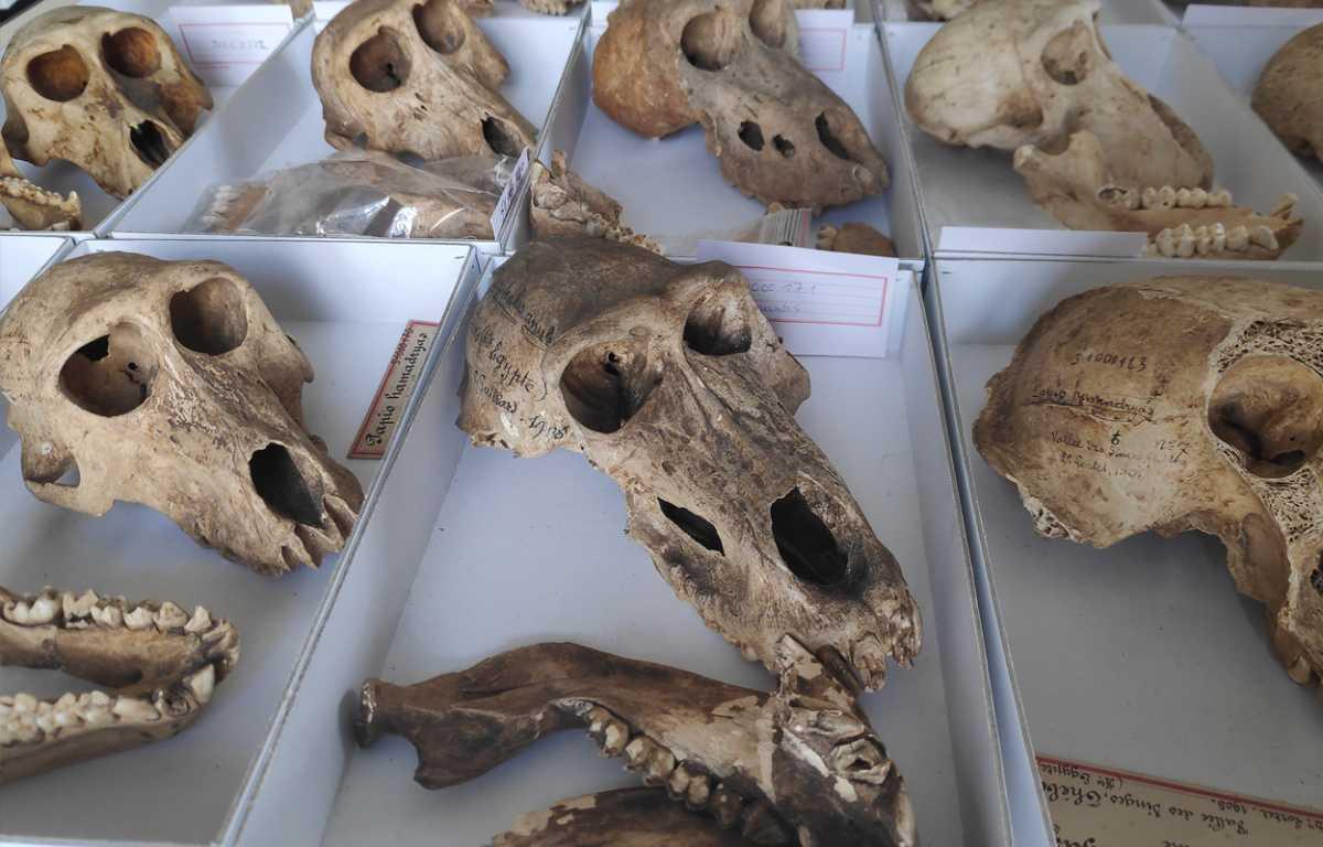 Baboons in Ancient Egypt were raised in captivity before being mummified Baboons in Ancient Egypt were raised in captivity before being mummified