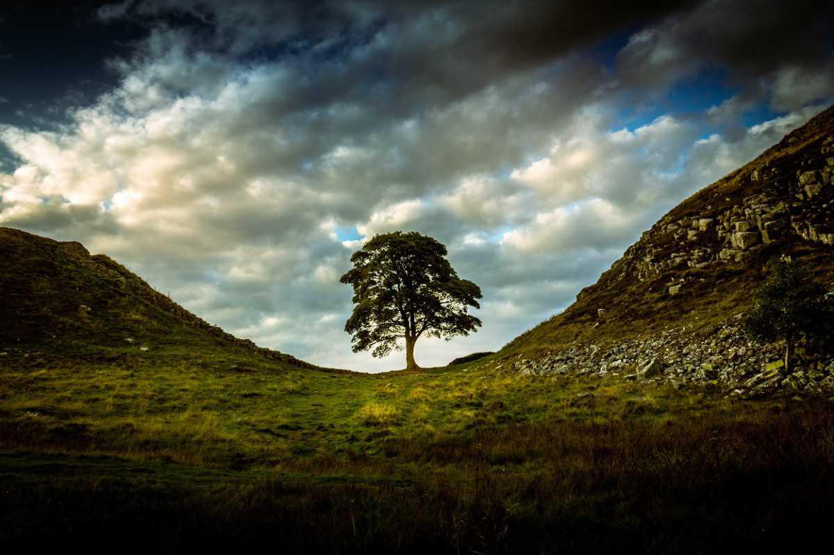 New life for the Sycamore Gap tree