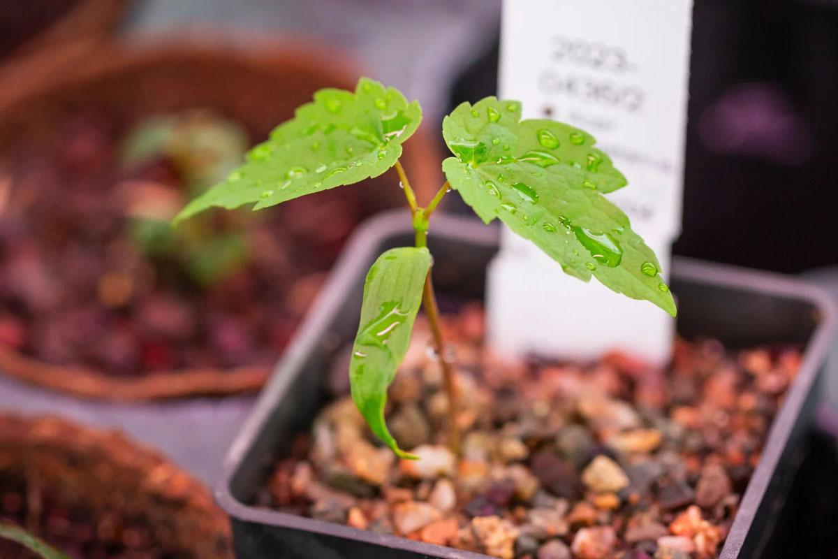 New life for the Sycamore Gap tree New life for the Sycamore Gap tree