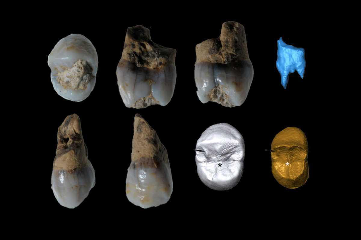 Neanderthal remains found in Abreda Cave Neanderthal remains found in Abreda Cave