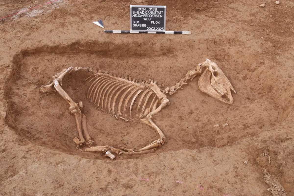 1,800-year-old cemetery for Roman cavalry horses discovered in Stuttgart suburb