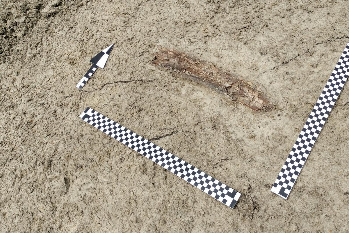 Mammoth bones uncovered during road construction works
