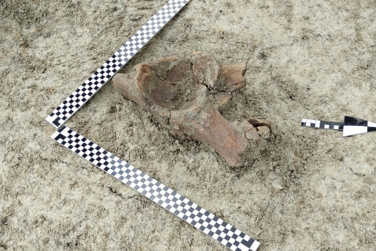 Mammoth bones uncovered during road construction works