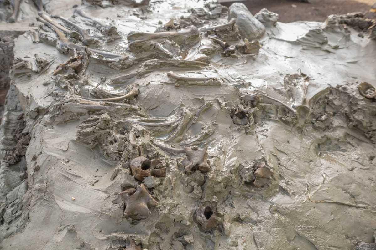 Stone Age dog burial unearthed in Swedish Bog Stone Age dog burial unearthed in Swedish Bog