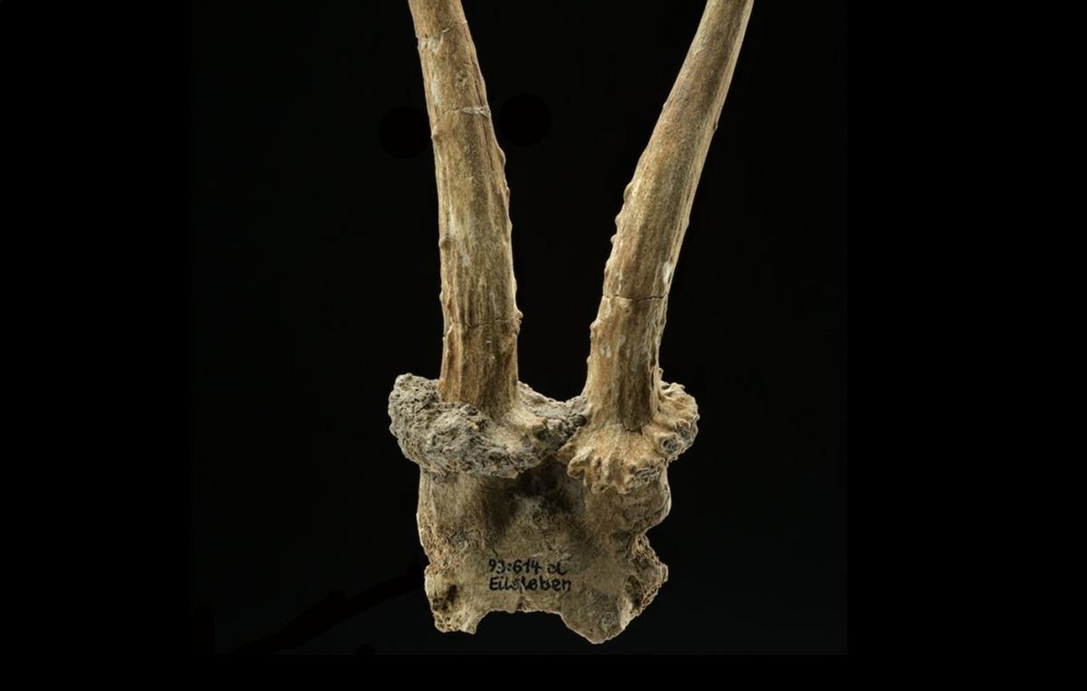 Ancient antler headdress proves contact between hunter-gatherers and the earliest farmers