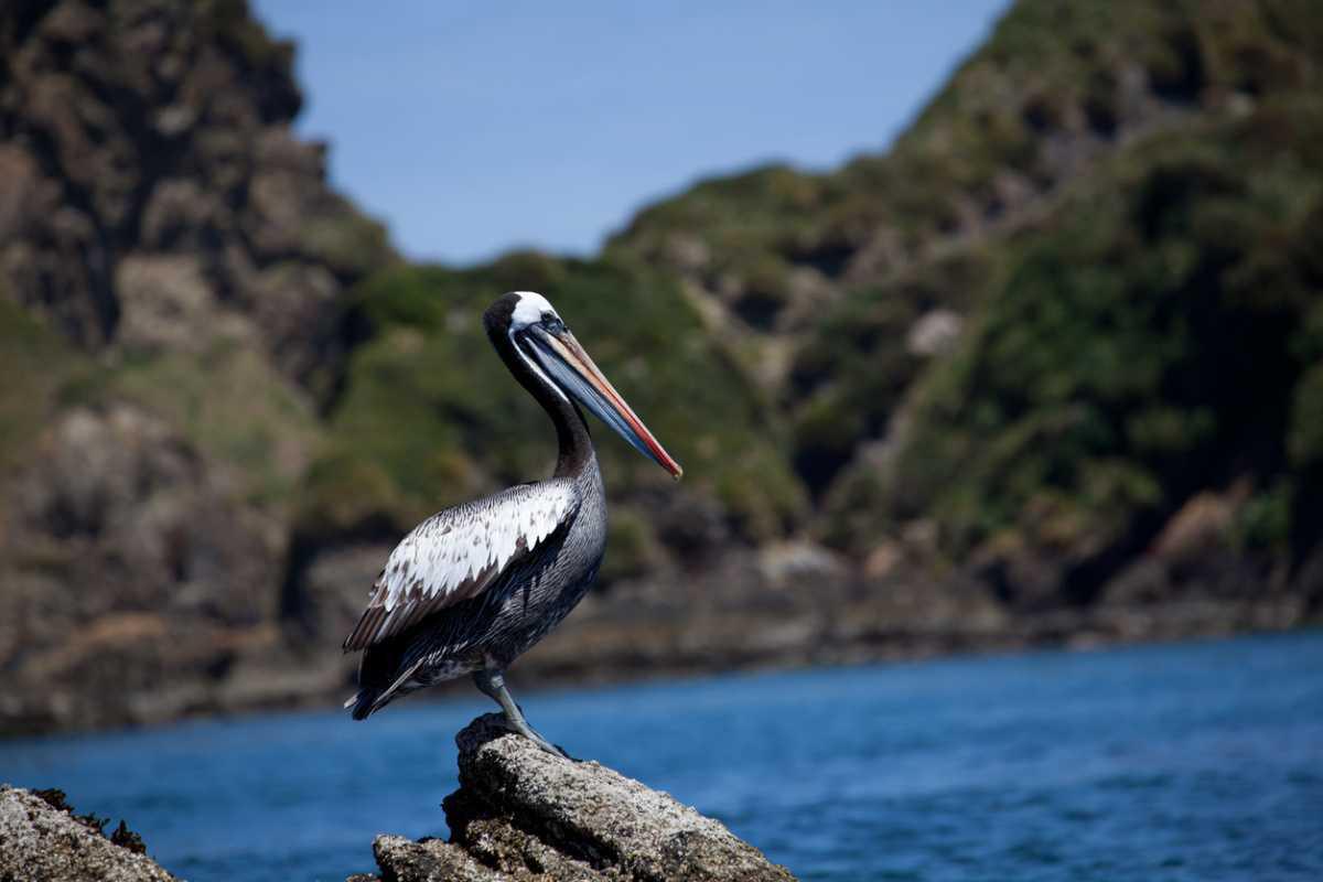 Guano fuelled the rise of Pre-Inca powerhouse in Peru Guano fuelled the rise of Pre-Inca powerhouse in Peru