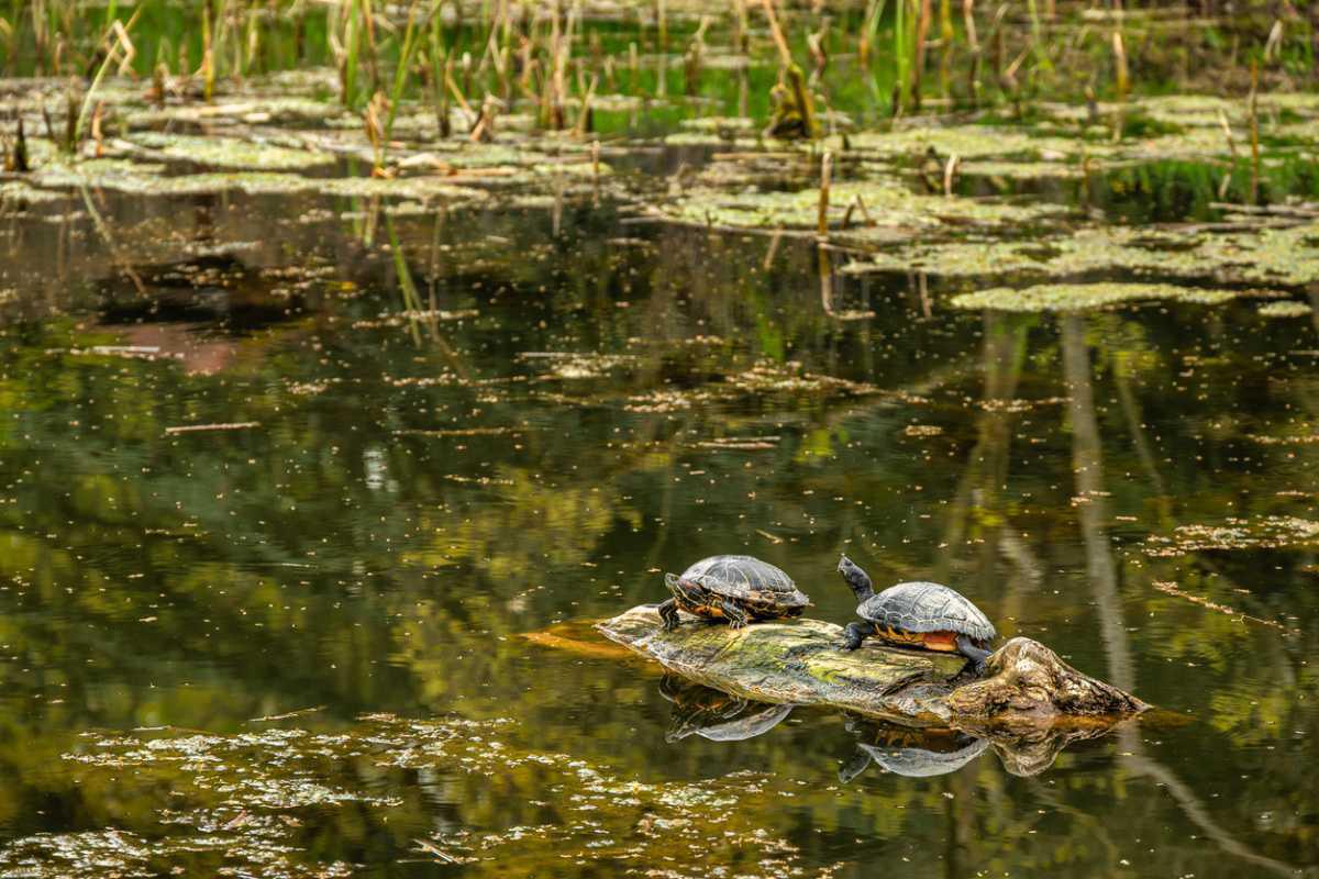 Study suggests turtles were turned into tools by Neanderthals