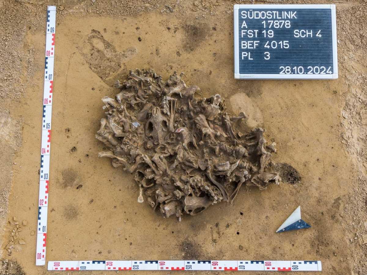 Ancient beaver bone pit in Germany points to early fur use Ancient beaver bone pit in Germany points to early fur use