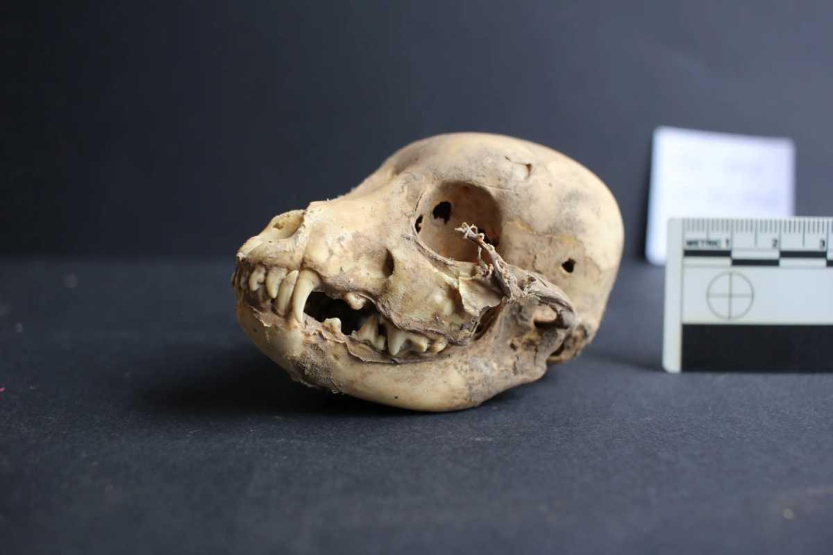 Peru’s sacred hairless dogs lived alongside elites 1,300 years ago Peru’s sacred hairless dogs lived alongside elites 1,300 years ago