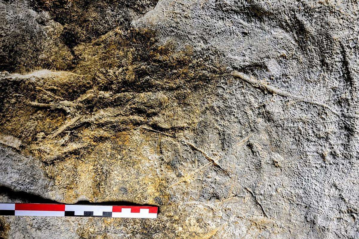 15,000-year-old cave art discovery could rewrite the story of Ireland’s first humans 15,000-year-old cave art discovery could rewrite the story of Ireland’s first humans