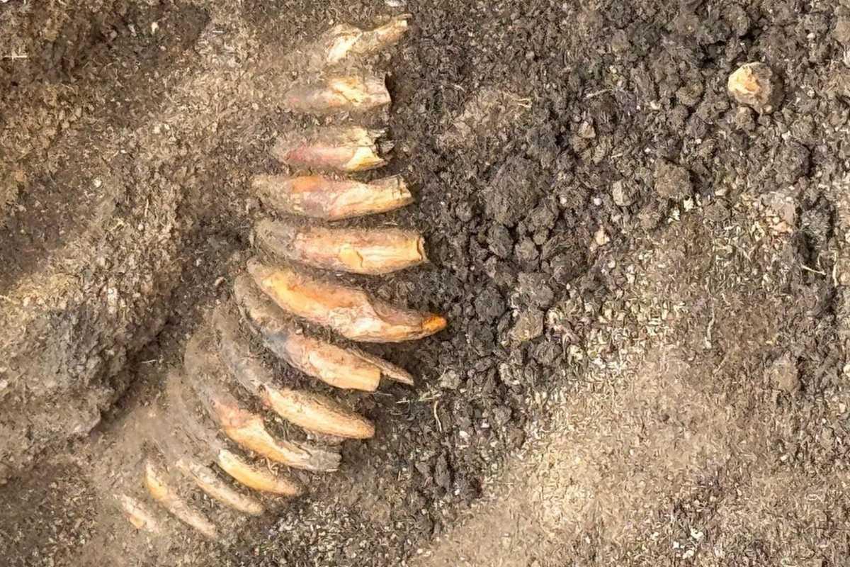 5,000-year-old necklace made from teeth discovered near Wrocław