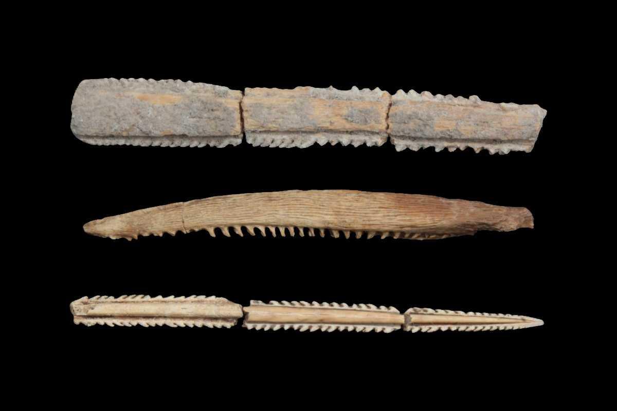 Ancient stingray barbs reveal possible ritual bloodletting practices