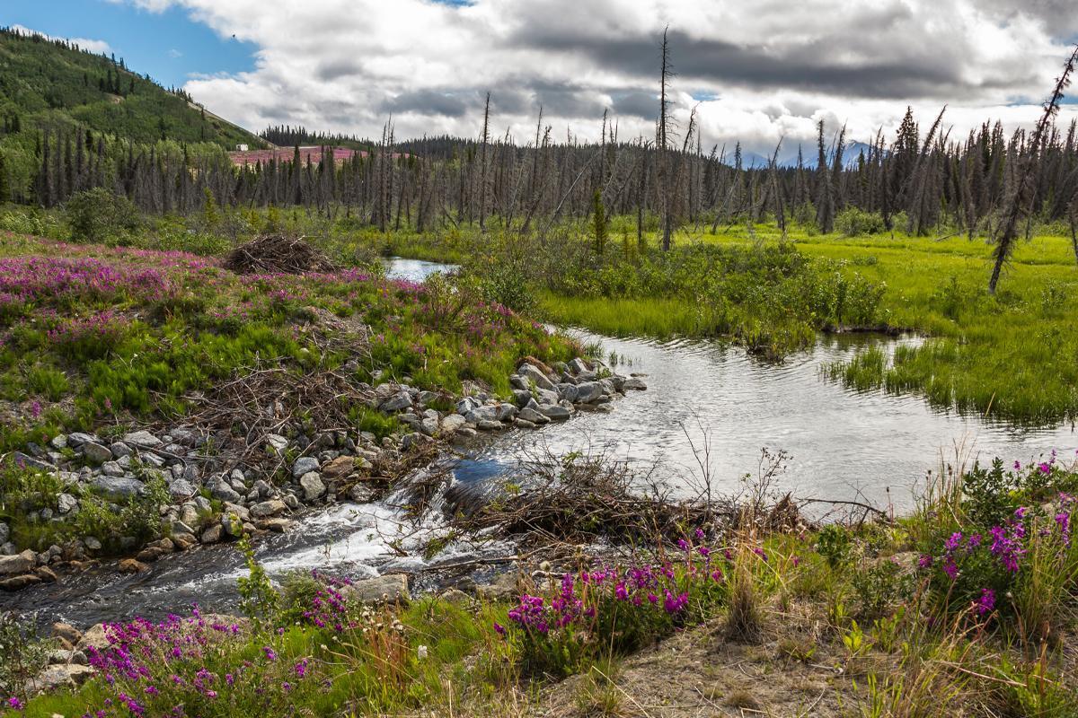 13,800-year-old base camp reveals life among Alaska’s earliest inhabitants