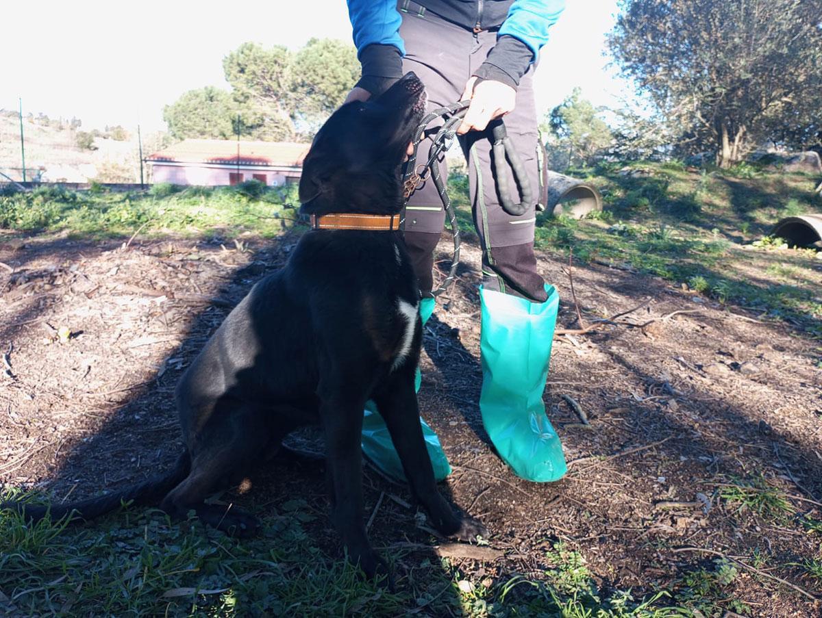 LUPA – UNA DOLCE ANIMA IN CERCA DI CASA LUPA – UNA DOLCE ANIMA IN CERCA DI CASA