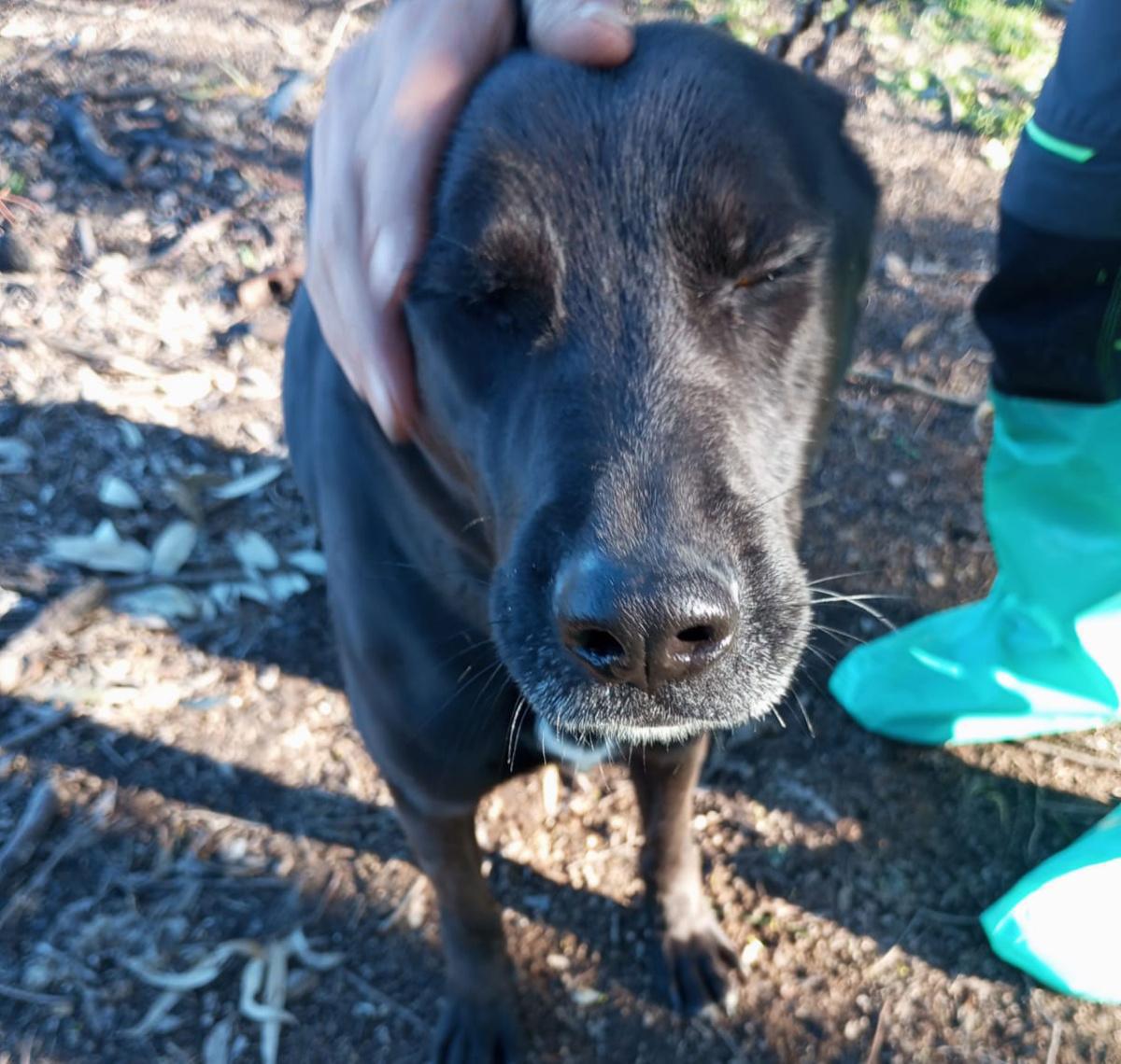 LUPA – UNA DOLCE ANIMA IN CERCA DI CASA LUPA – UNA DOLCE ANIMA IN CERCA DI CASA