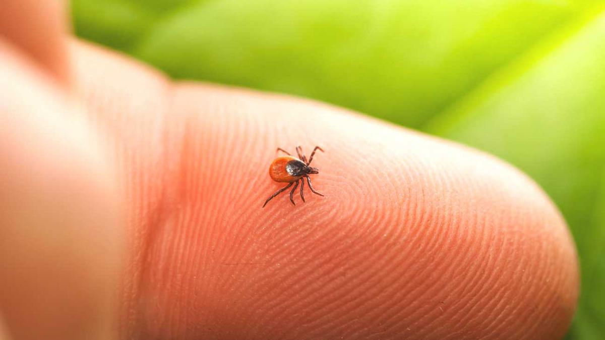 6 Tips to Keep Your Property Free from Dangerous Deer Ticks
