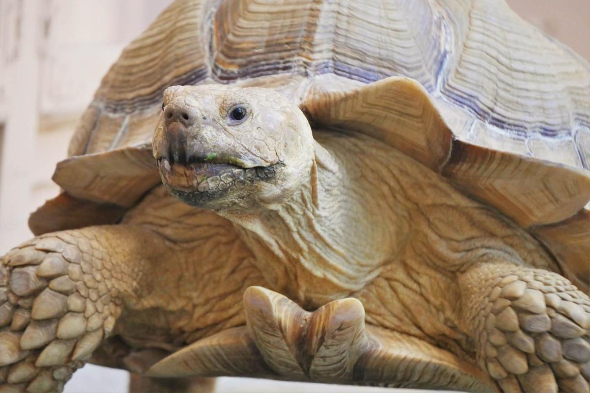 Aquaworld Aquarium & Reptile Rescue Centre Aquaworld Aquarium & Reptile Rescue Centre