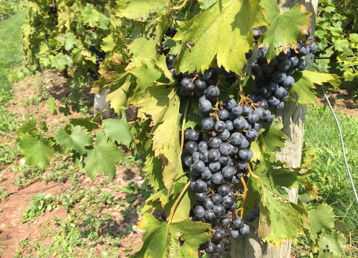 Hopewell Valley Vineyards Hopewell Valley Vineyards